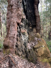 Eucalyptus jacksonii