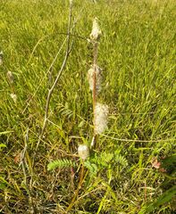 Astragalus alopecurus
