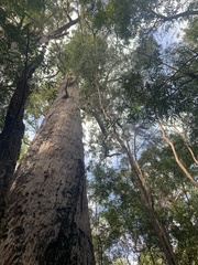 Eucalyptus jacksonii