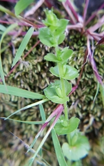 Triodanis