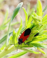 Melanopleurus belfragei