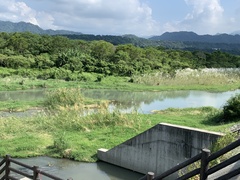 Phragmites karka