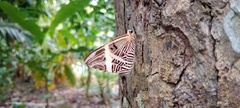 Colobura dirce