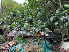 Artocarpus treculianus