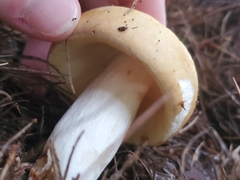 Tricholoma equestre