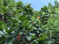 Artocarpus treculianus