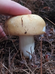 Tricholoma equestre