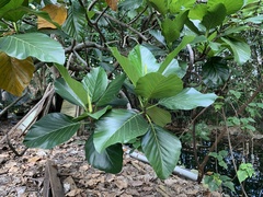 Artocarpus treculianus