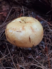 Tricholoma equestre