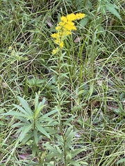 Solidago leavenworthii