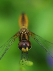 Aethriamanta brevipennis