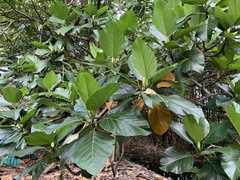 Artocarpus treculianus