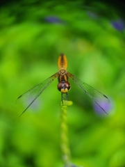 Aethriamanta brevipennis