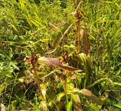 Gentiana macrophylla