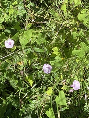 Ipomoea cordatotriloba