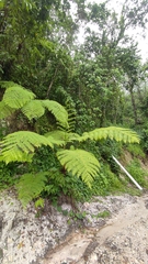 Cyathea australis