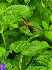 Aethriamanta brevipennis