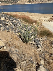 Heterotheca grandiflora