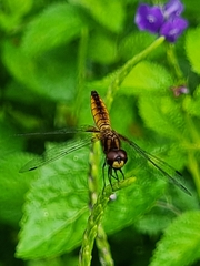 Aethriamanta brevipennis