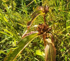 Gentiana macrophylla