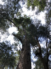 Eucalyptus jacksonii