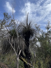 Xanthorrhoea preissii