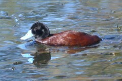 Oxyura australis