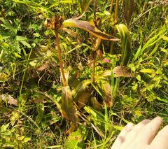 Gentiana macrophylla