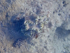Tridacna squamosa