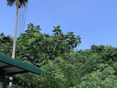 Artocarpus treculianus