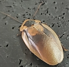 Blaberus discoidalis