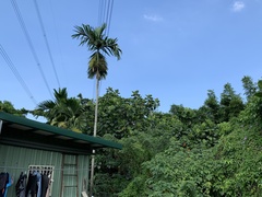 Artocarpus treculianus