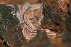 Gosodesmus claremontus