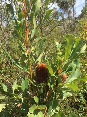 Banksia quercifolia