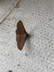 Antictenia punctunculus