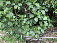 Artocarpus treculianus