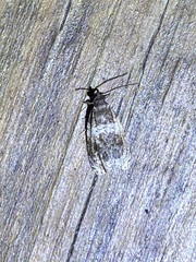 Olethreutes fasciatana
