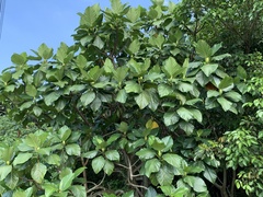 Artocarpus treculianus
