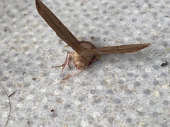 Antictenia punctunculus