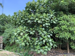 Artocarpus treculianus