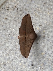 Antictenia punctunculus