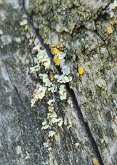 Physcia adscendens