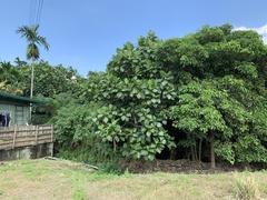 Artocarpus treculianus