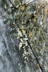 Physcia adscendens