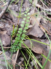 Lindsaea linearis