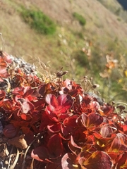 Rhododendron camtschaticum