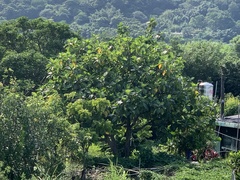 Artocarpus treculianus
