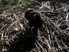 Helvella vespertina