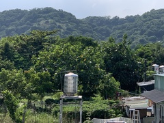 Artocarpus treculianus