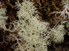 Cladonia portentosa